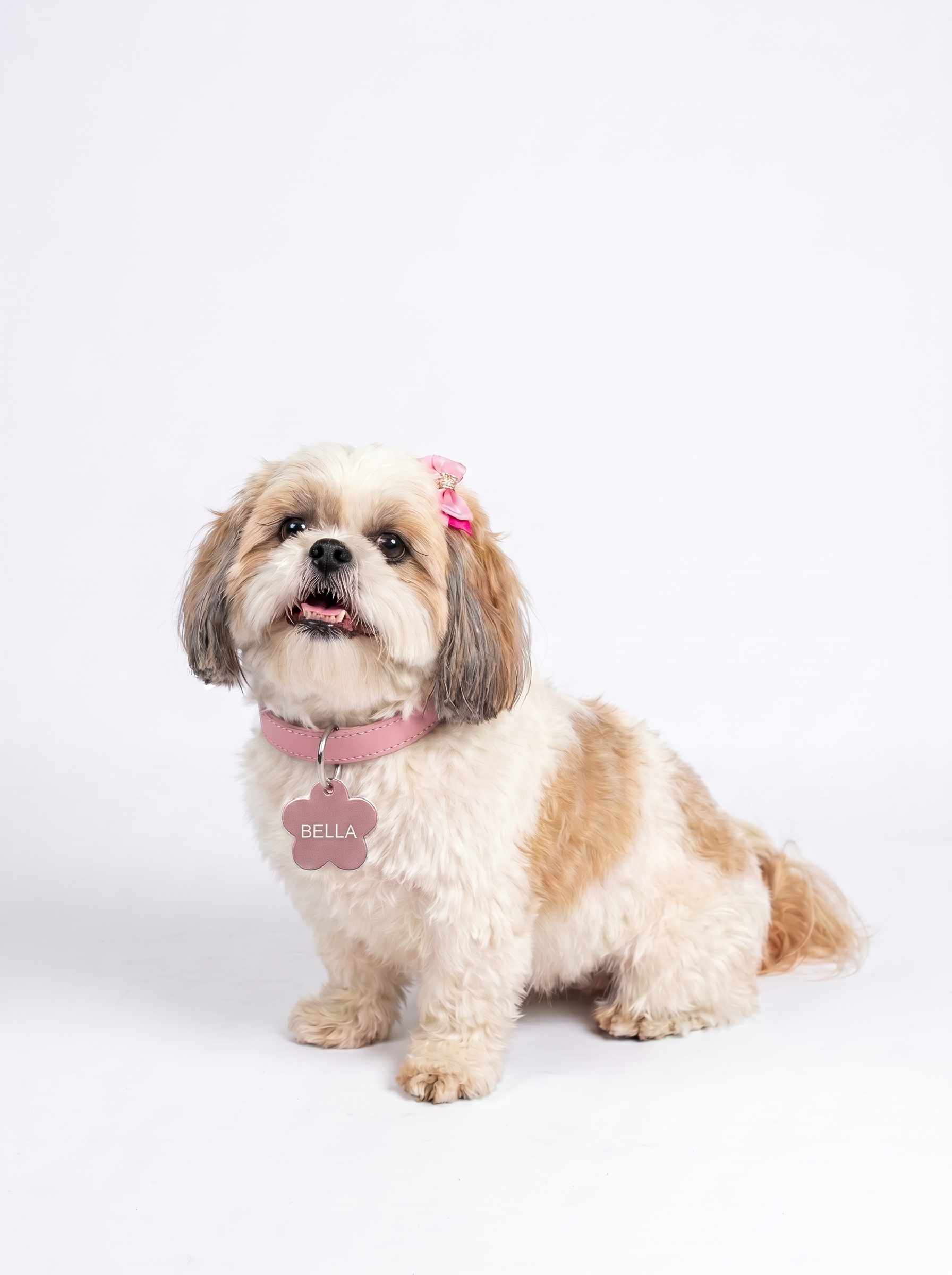 Bella, uma cachorrinha Shih Tzu, usando a coleira rosa com a PET TAG KM personalizada com o nome dela
